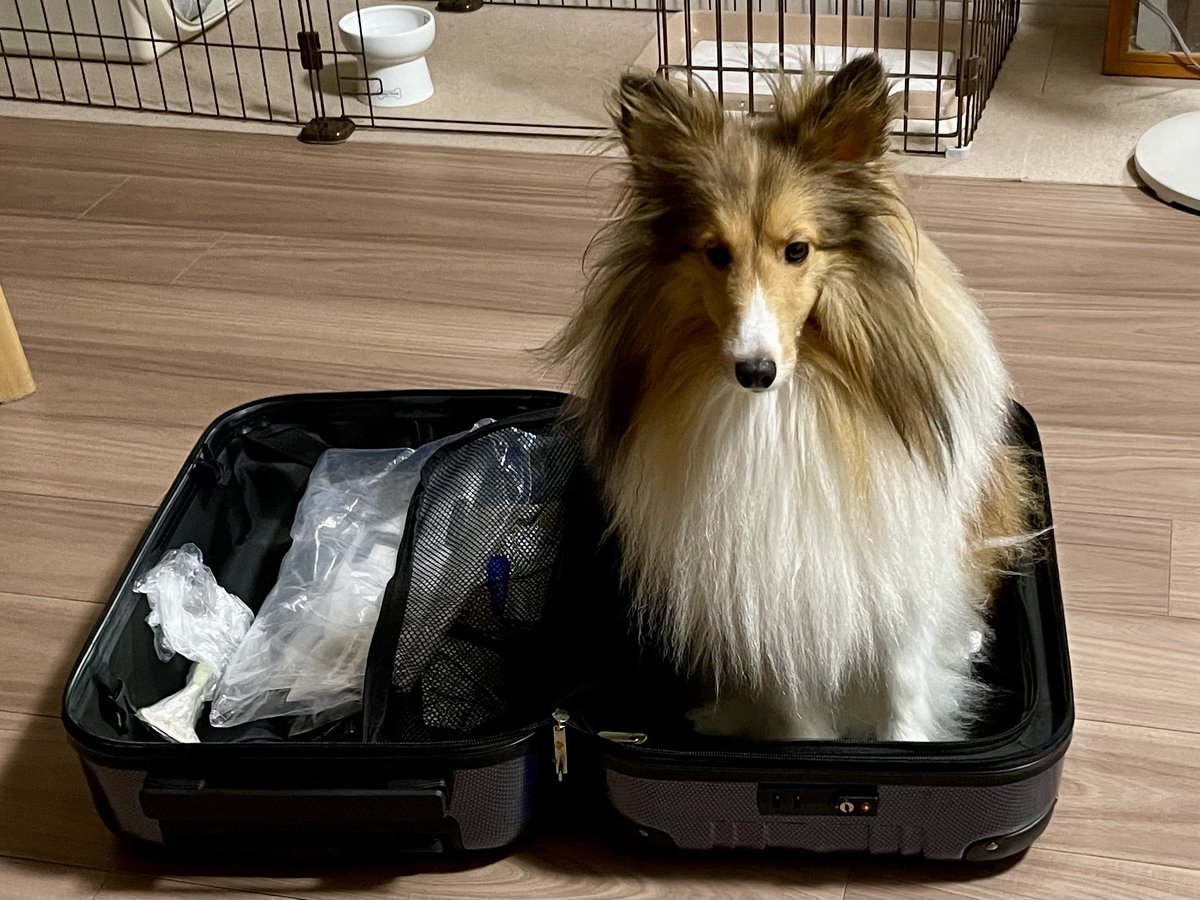 私も連れて行けという圧