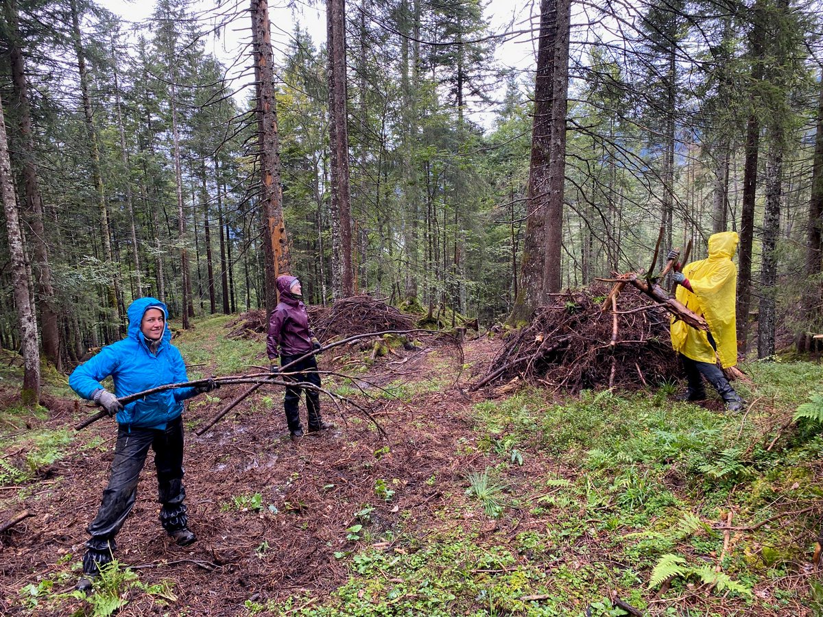 Bergwaldprojekt auf der Schwägalp: Freiwillige sind im Waldreservat Schwägalp-Bruggerwald  im Einsatz : Sie werten den Lebensraum auf und führen Pflegearbeiten aus - insbesondere für das stark gefährdete Auerwild. 👏 👉shorturl.at/qHfIM #Bergwaldprojekt  #Schwägalp