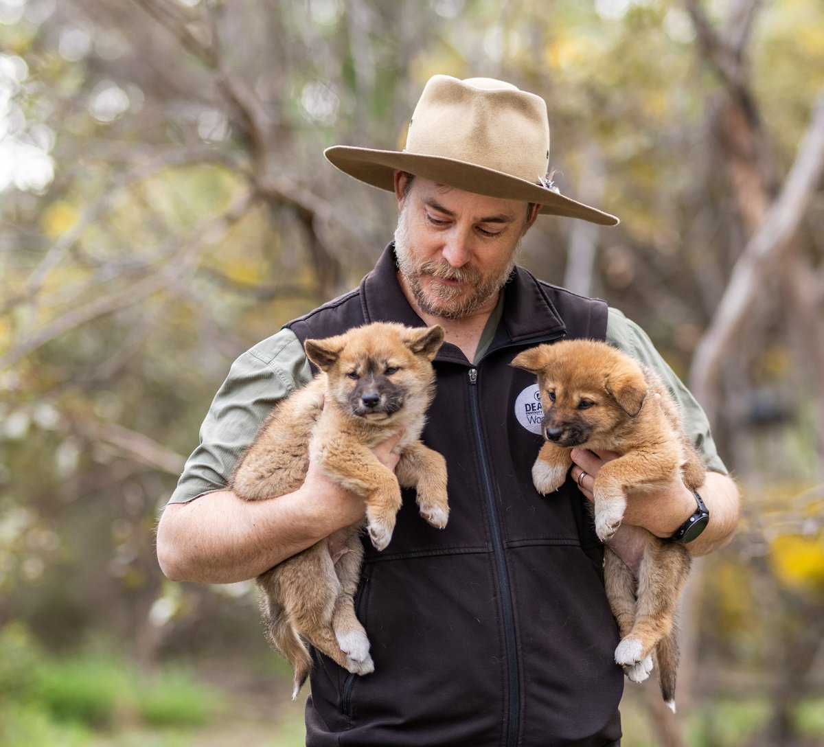 Prof. Euan Ritchie (@euanritchie.bsky.social) (@euanritchie1) on Twitter photo Australia's most maligned and misunderstood mammal?
Dingoes, of course.
#WildOz
๐ท: Sam O'Reilly - <a href="/ascentmediaau/">Ascent Media</a> Australia's most maligned and misunderstood mammal?
Dingoes, of course.
#WildOz
๐ท: Sam O'Reilly - <a href="/ascentmediaau/">Ascent Media</a>