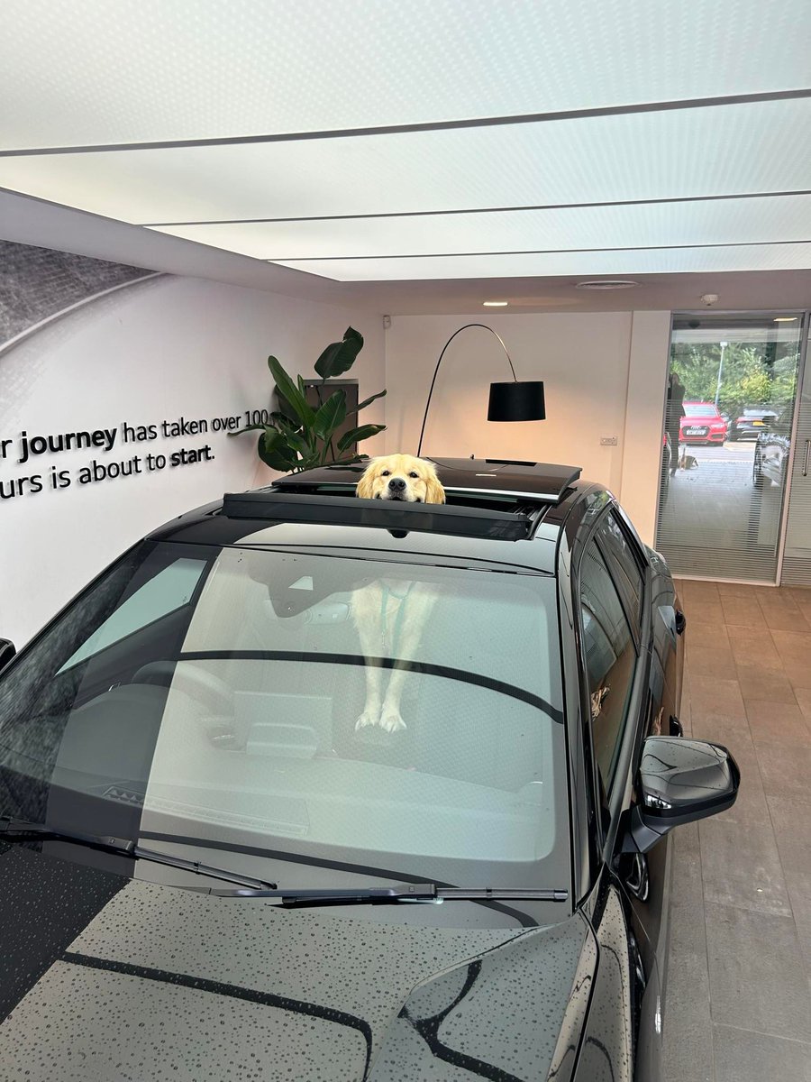 There are good vehicle handovers and then there are Good Boy handovers. Witnessing a heartwarming moment at Cardiff Audi as a customer received a new Audi was delightful. The highlight was their charming family pet, capturing everyone's attention with playful behaviour.
