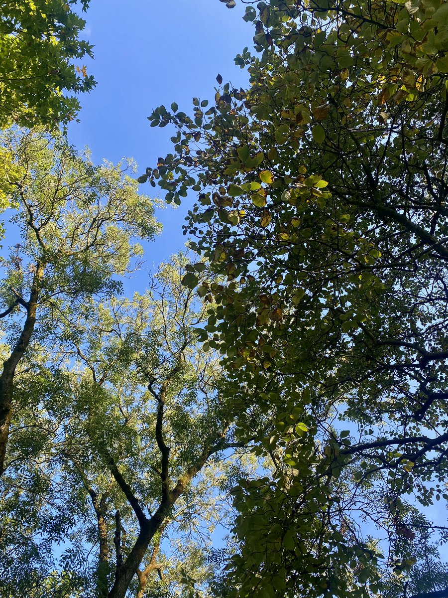 _HannahCross's tweet image. Pre #ManCAD CAPers conference quiet time this morning 😌🌲