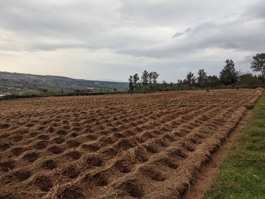 Ministry of Agriculture & Animal Resources |Rwanda tweet media