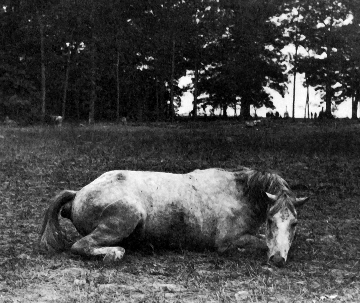 The Irish at War tweet media