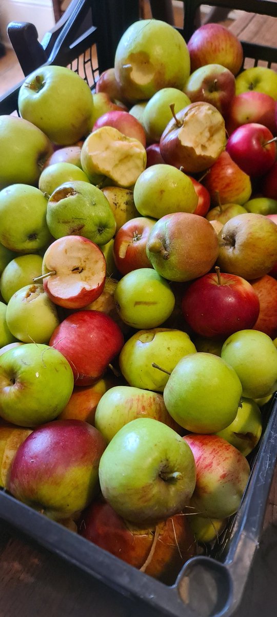 SisterWalburga's tweet image. Yesterday the sheep got into the orchard.
Today I'm cutting up apples
#SimplyLife  #Choice4God