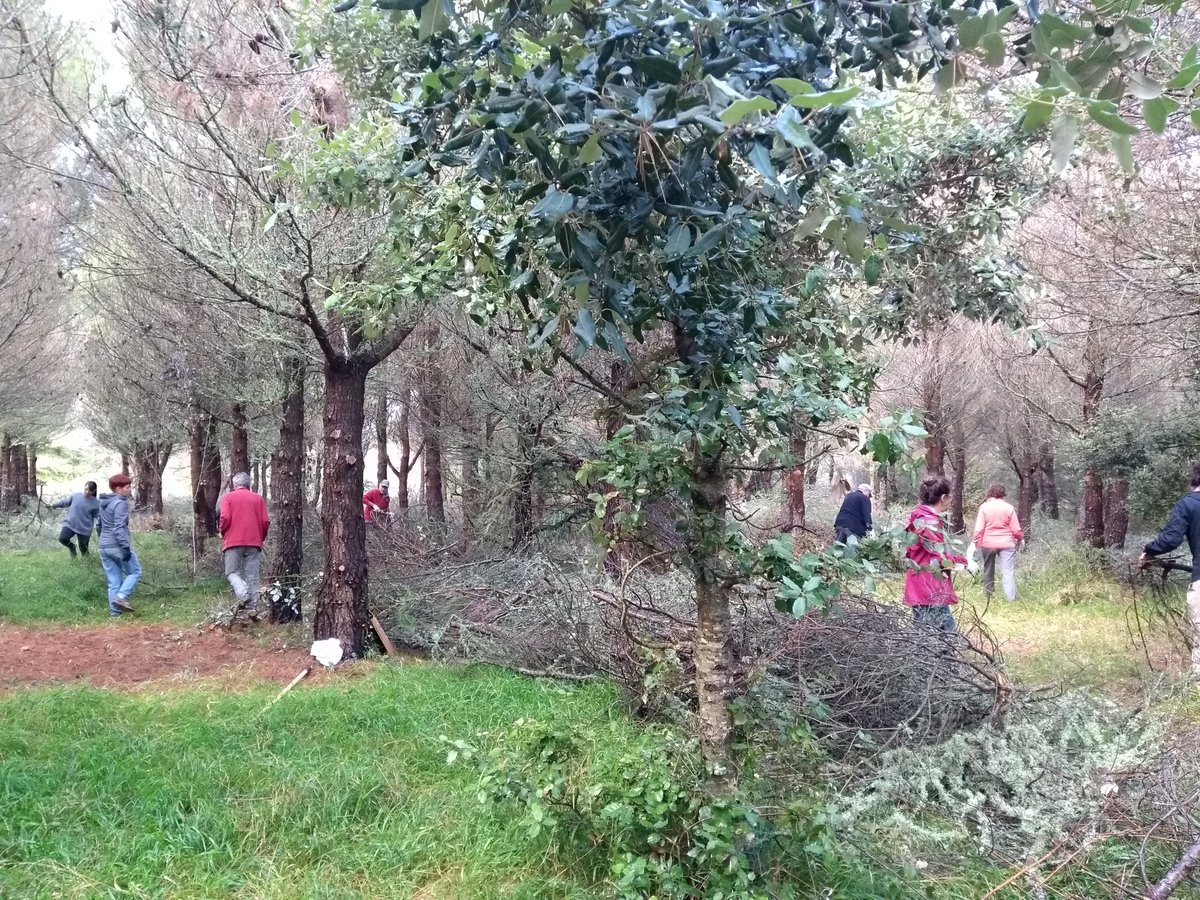 El 12 de setembre vam fer una jornada de custòdia del territori a la Finca de Son Torrella 🌿 Gràcies a les persones voluntàries vam ajudar a protegir la biodiversitat de la Serra de Tramuntana. 💚 Gràcies també al <a href="/SdeTramuntana/">Serra de Tramuntana | Mallorca</a> pel seu suport!  #Biodiversitat #voluntariat