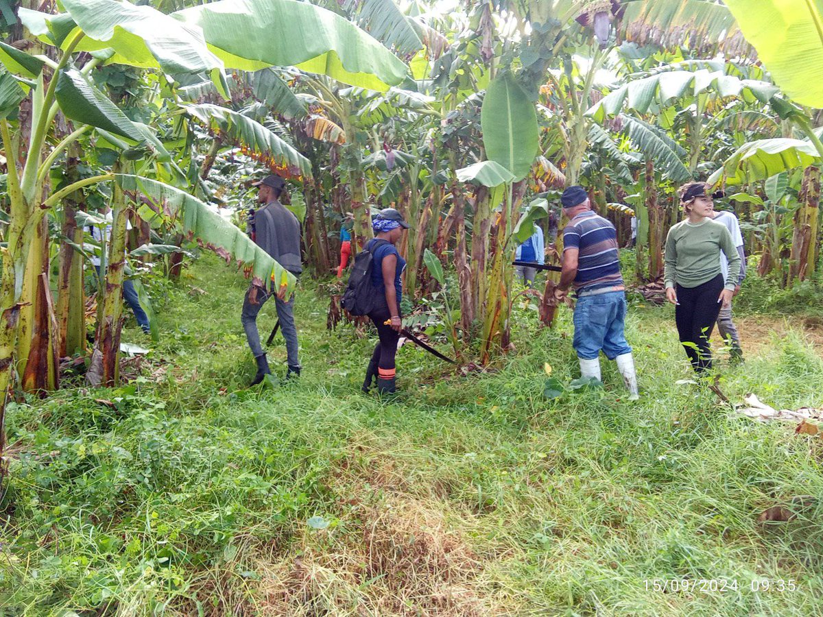 UJCdeCuba's tweet photo. Nuestra juventud comprometida se suma a las labores de producción de alimentos y así lo demostraron un grupo de muchachos de #Camaguey, quienes realizaron un trabajo productivo en la UEB Victoria 1, en la limpieza del plátano. 
#UJCdeCuba #Cuba 
#CubaInspira 
@MeyvisEstevezE https://t.co/TBMlpZQN6Z