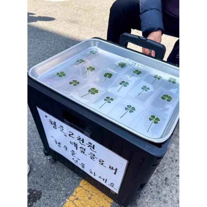 kazbtz2002's tweet photo. ⁎ Give away ⁎

ใบโคลเวอร์ 4 แฉก
ใบไม้แห่งความโชคดี

date : 06/10/24 🗓️
time : TBA ⏰
location : Impact Challenger Hall 1 

มีจำนวนจำกัดใครอยากแลกอย่างอื่นแลกได้นะงัป 

#treasure 
#KPOPMASTERZinBANGKOK2024 https://t.co/6qxEiWUyTd