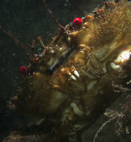 BSACdivers's tweet photo. Congrats to Will Lee, our second #DiveWithBSAC summer photo sharing event winner! Will has shared many photos of UK diving critters with us via @wdl_photos and its great to see so many personality-filled snaps!
Congrats Will on your dry gear prize from @fourth_element https://t.co/o07mgUFQPY
