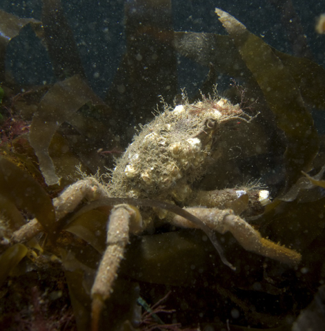 BSACdivers's tweet photo. Congrats to Will Lee, our second #DiveWithBSAC summer photo sharing event winner! Will has shared many photos of UK diving critters with us via @wdl_photos and its great to see so many personality-filled snaps!
Congrats Will on your dry gear prize from @fourth_element https://t.co/o07mgUFQPY