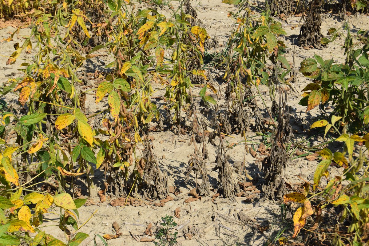 Phytopthora trials, resistance genes and seed treatments are largely ineffective with sufficient pressure and low "field tolerance".