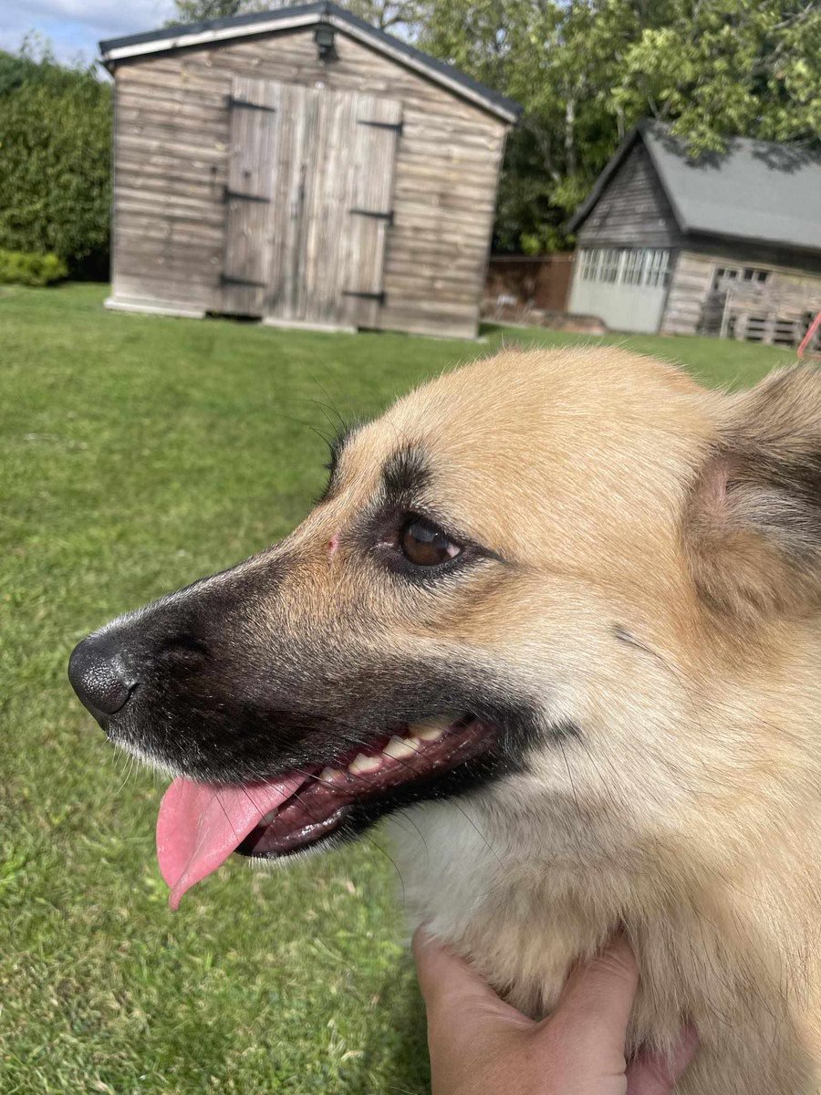 Introducing the very sweet, 3 year old girl, Katie who is in foster in #Worcestershire She is approximately 48cm in height. So far, she has proved to have no interest in cats, likes children and is also good with other dogs.
#Pershore #Oxfordshire #Staffordshire #Shropshire