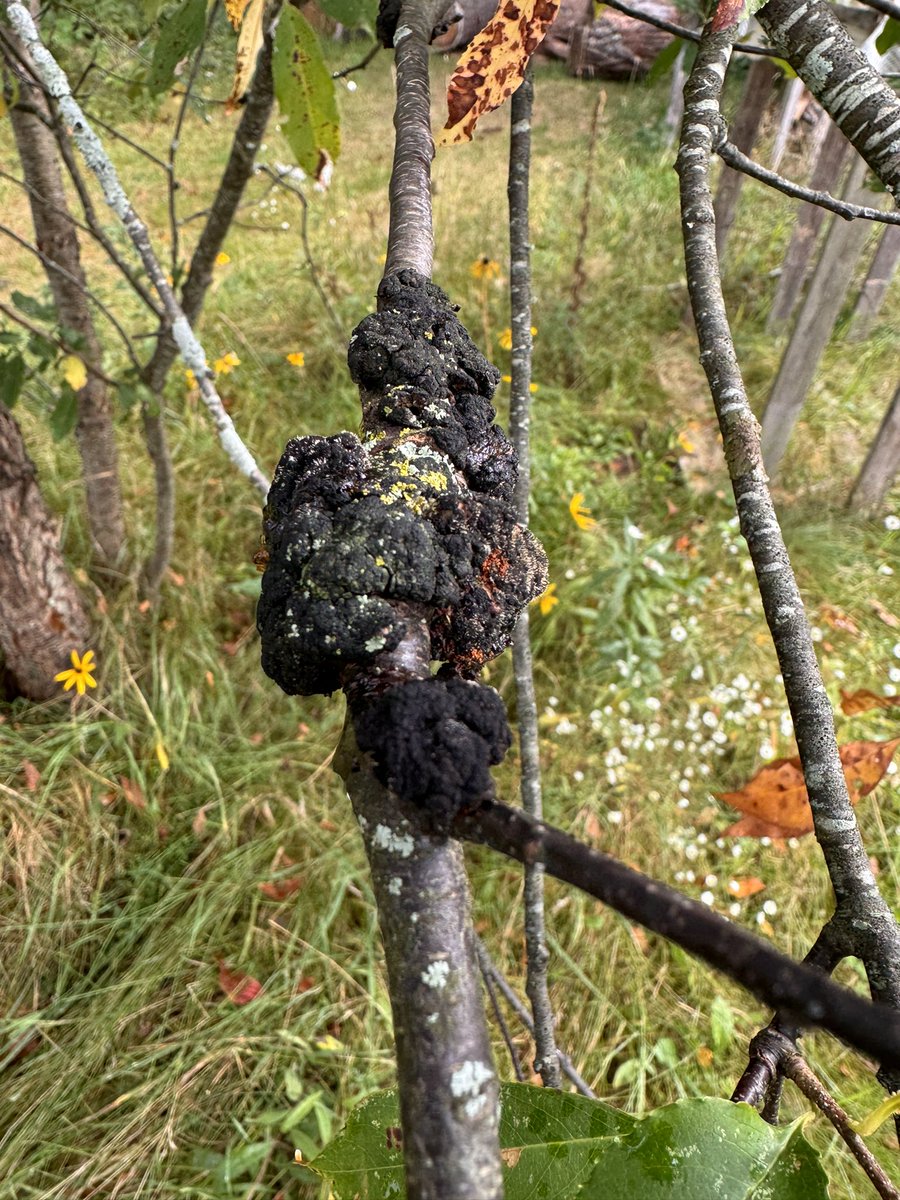 Black knot on cherry caused by the fungus Apiosporina morbosa. The disease appears as hard black swellings (knots) that are scattered in the tree. Infected branches often wilt, fail to leaf out or die beyond the knots. Black knot can be controlled through prevention &amp; sanitation
