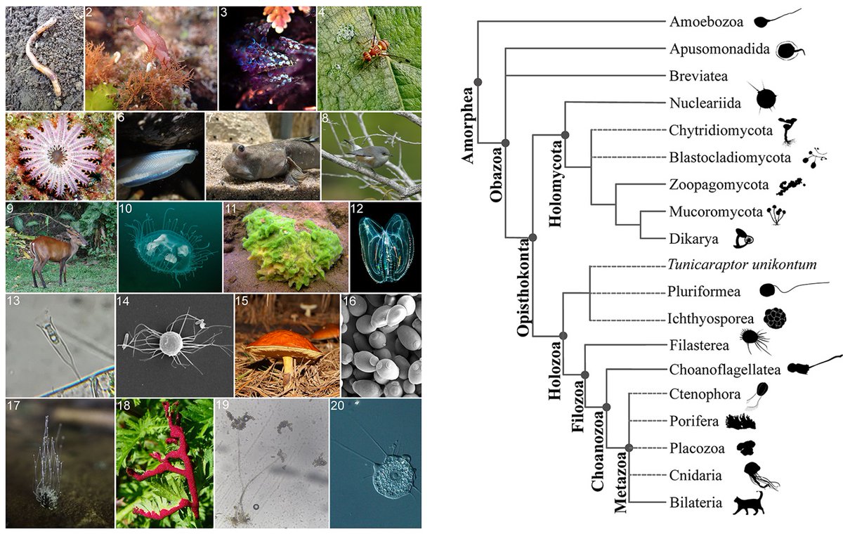 Some ancient divergences in #Opisthokonta (animals, fungi &amp; their unicellular pals) remain contentious. Hongyue Liu <a href="/RokasLab/">RokasLab</a> Yuanning Li &amp;co present a genome-scale #phylogeny &amp; establish the geological timeline of #opisthokont diversification #PLOSBiology plos.io/3XrOD6U