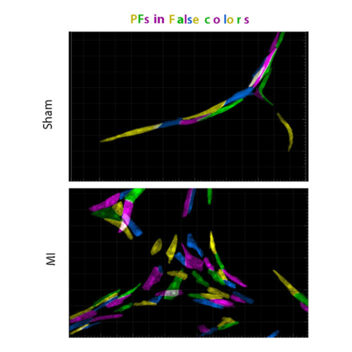 IBDM (@ibdmmarseille) on Twitter photo 👏 Congratulation to Robert Kelly and his team for their publication in <a href="/NatureCVR/">Nature Cardiovascular Research</a> !
🧪 Participation of ventricular trabeculae in neonatal cardiac regeneration leads to ectopic recruitment of Purkinje-like cells.
👉ibdm.univ-amu.fr/cardiac-regene… 👏 Congratulation to Robert Kelly and his team for their publication in <a href="/NatureCVR/">Nature Cardiovascular Research</a> !
🧪 Participation of ventricular trabeculae in neonatal cardiac regeneration leads to ectopic recruitment of Purkinje-like cells.
👉ibdm.univ-amu.fr/cardiac-regene…
