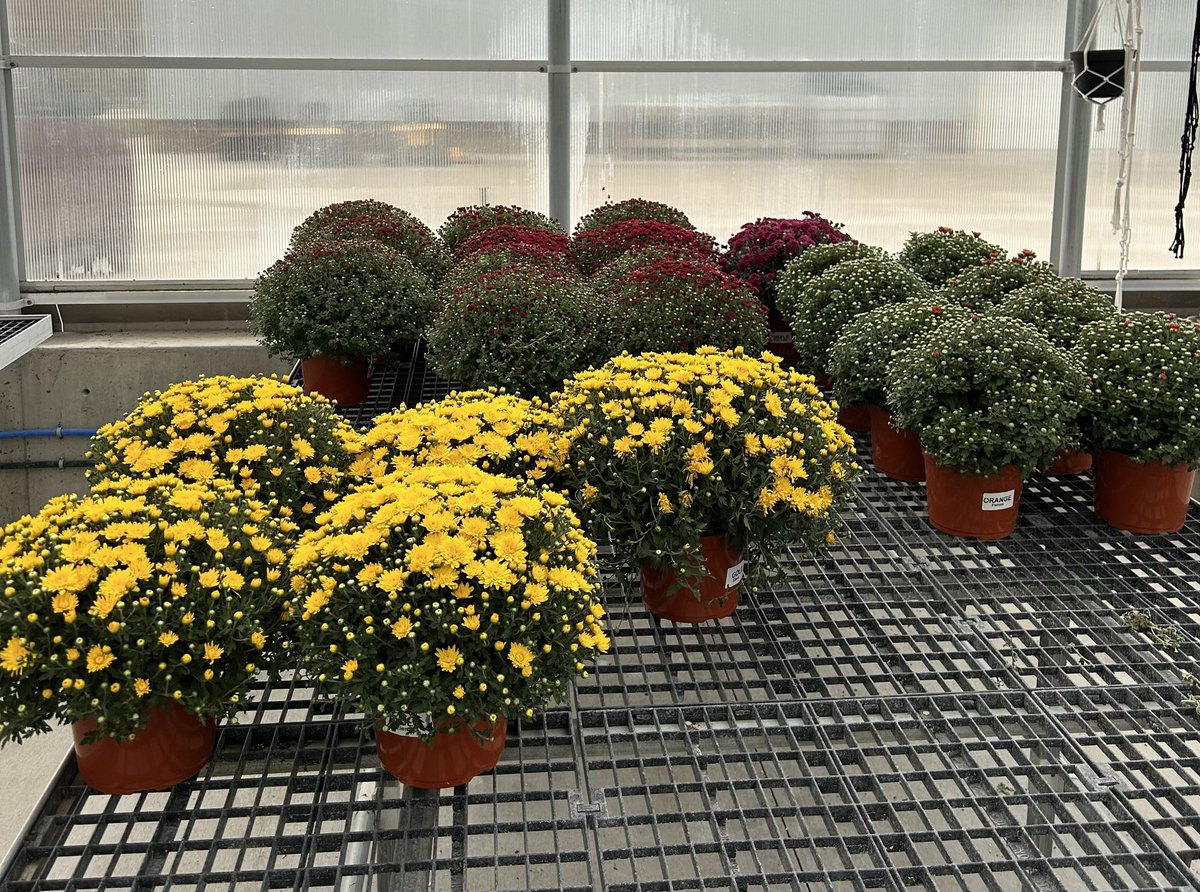 Cross County FFA (@crosscoffa) on Twitter photo We have some extra mums (purple, orange, gold, & red) so if you missed our first round of sales or want to add to your purchase, please email cjarosz@crosscounty.esu7.org
Mums are $12/each
Orders will be filled in the order received. We have some extra mums (purple, orange, gold, & red) so if you missed our first round of sales or want to add to your purchase, please email cjarosz@crosscounty.esu7.org
Mums are $12/each
Orders will be filled in the order received.