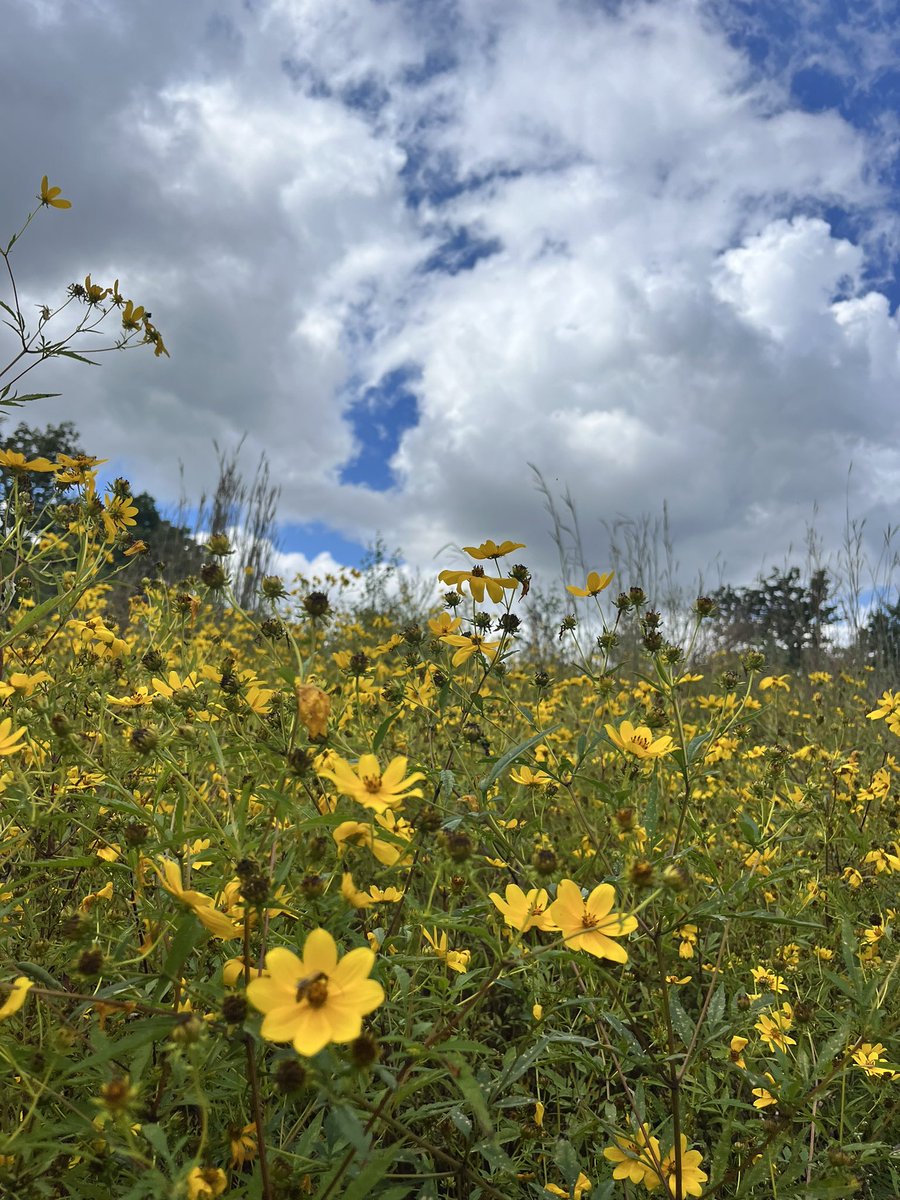 Have a beautiful, sunshiny day ☀️🌼