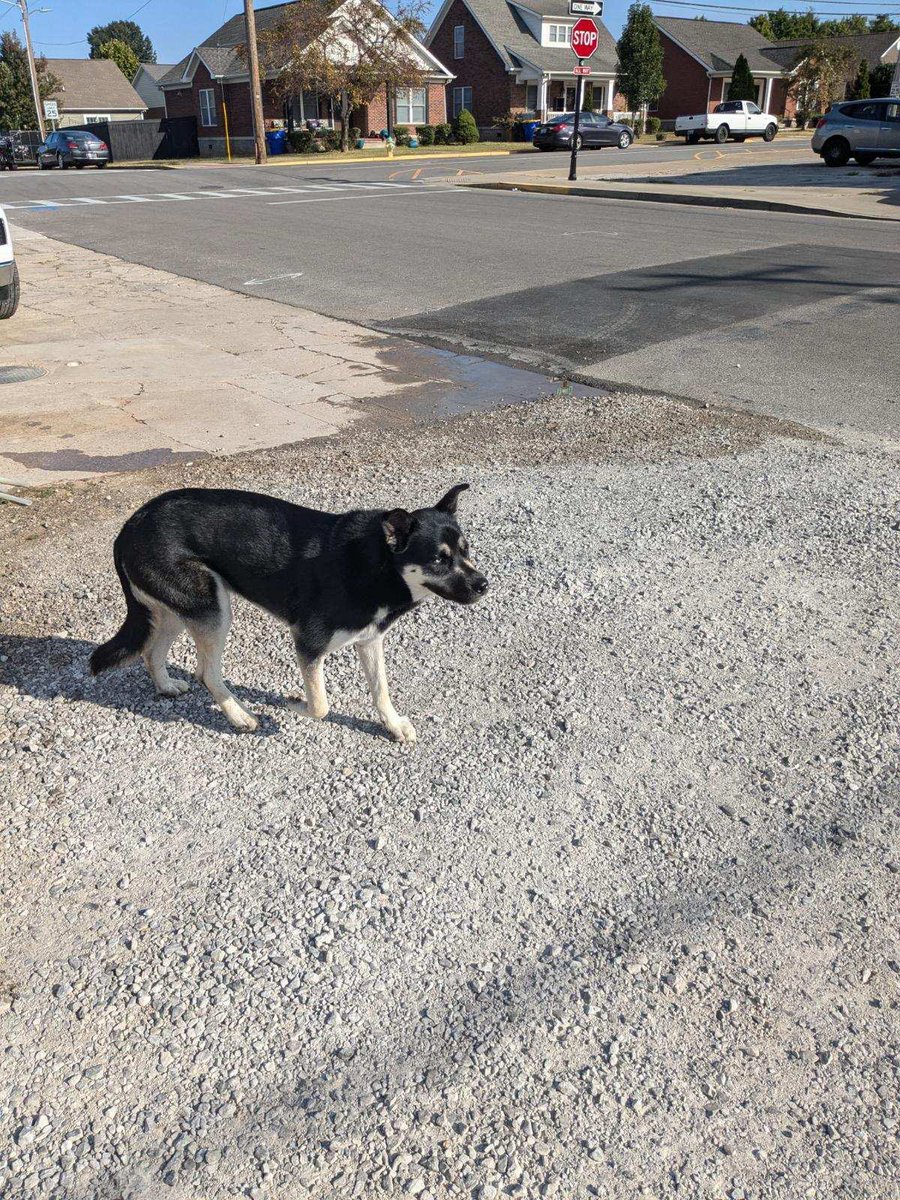 saste1's tweet image. Dog roaming at 3rd and State. We have him at White Squirrel Brewery @joeimel