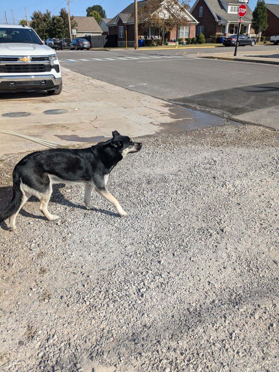 saste1's tweet image. Dog roaming at 3rd and State. We have him at White Squirrel Brewery @joeimel