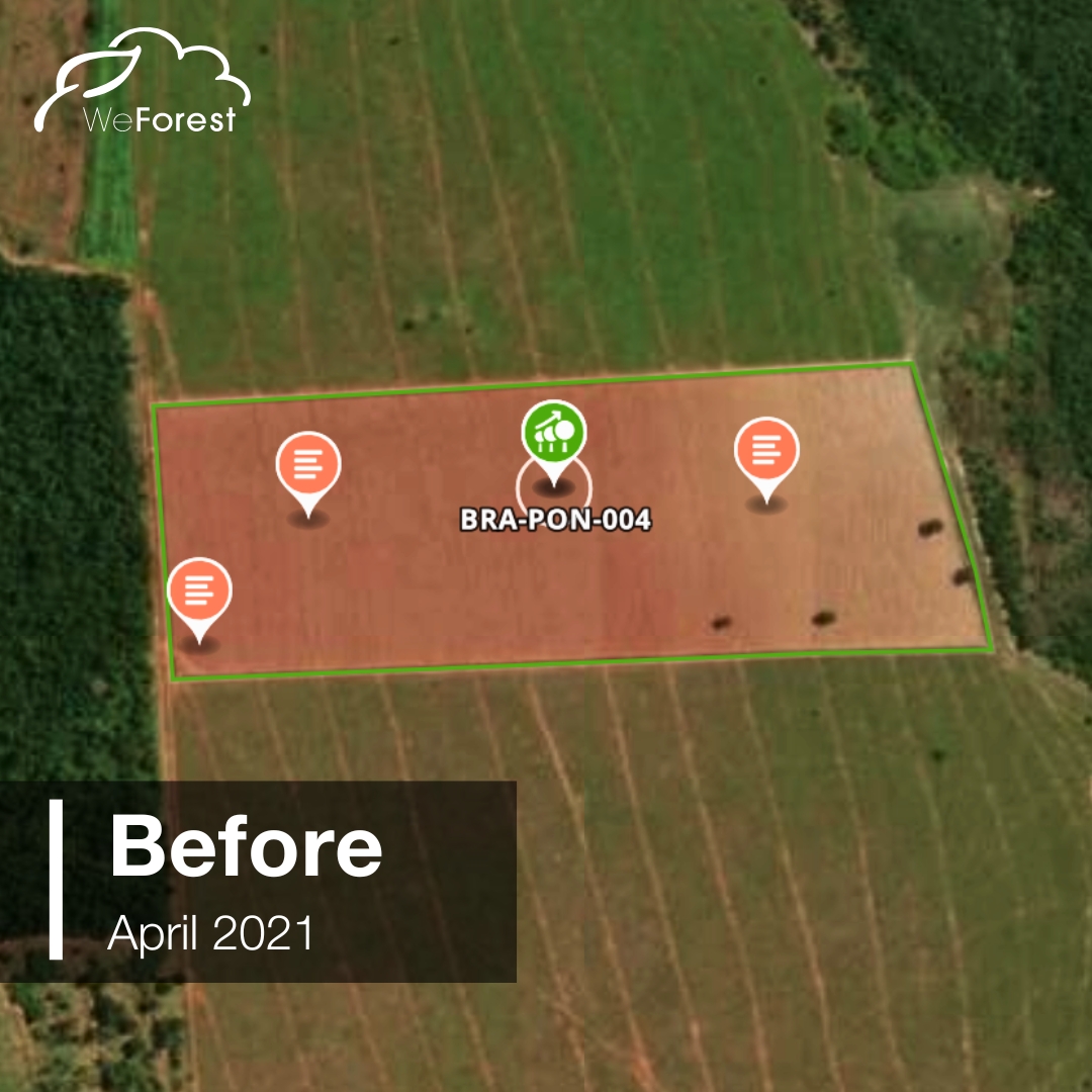 WeForest tweet media