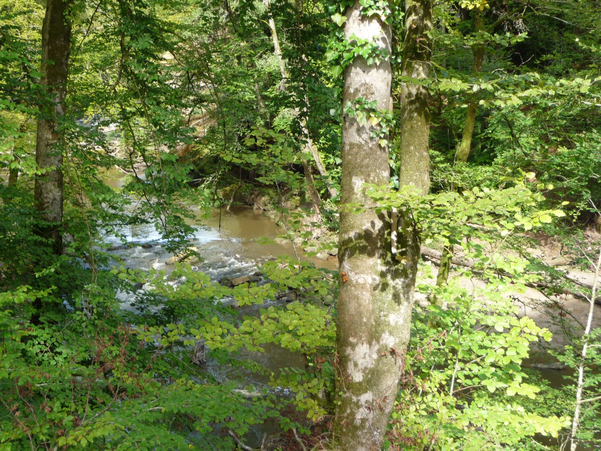 joadoit's tweet image. Nochmal das saftige Grün genießen bevor der Herbst die Farben ändert.