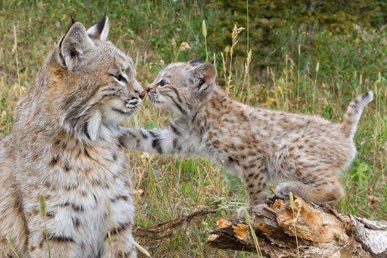 Happy Tuesday everyone! 🐾

#nhwildlife  #nhforests #nhconservation #nhpolitics