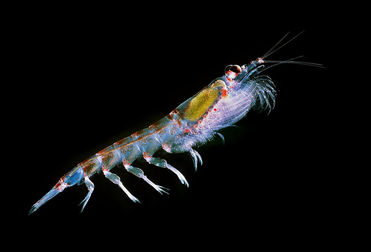 Ollie White (@ollie_w_white) on Twitter photo Really pleased to see our paper developing exome capture in Antarctic krill (Euphausia superba) published in @molecolgy resources, from our collaboration with <a href="/NHM_Science/">Science at the Natural History Museum</a> <a href="/BAS_News/">British Antarctic Survey 🐧</a> <a href="/ueaenv/">UEA School of Environmental Sciences</a> and <a href="/NERC_EOF/">NERC Environmental Omics Facility</a>. Here’s a thread on why we did this study Really pleased to see our paper developing exome capture in Antarctic krill (Euphausia superba) published in @molecolgy resources, from our collaboration with <a href="/NHM_Science/">Science at the Natural History Museum</a> <a href="/BAS_News/">British Antarctic Survey 🐧</a> <a href="/ueaenv/">UEA School of Environmental Sciences</a> and <a href="/NERC_EOF/">NERC Environmental Omics Facility</a>. Here’s a thread on why we did this study