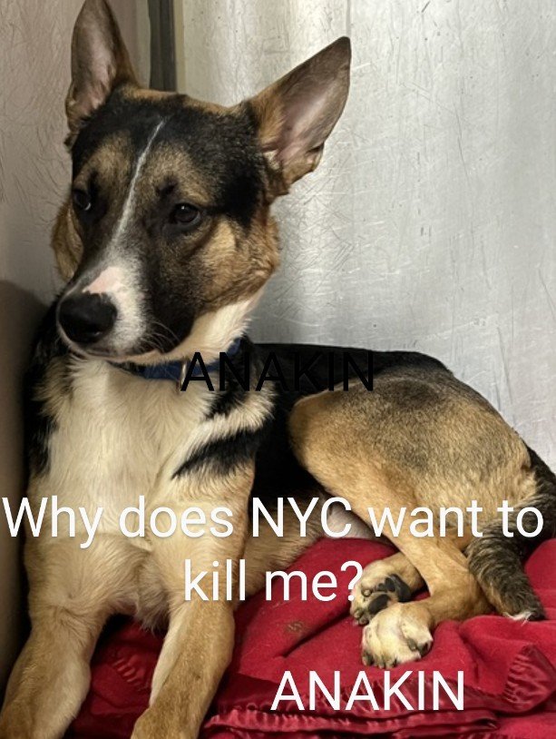 PhaedraXTeddy's tweet photo. Did you know, #NYC pays 34 million to their #KILLShelters, and they #KILLtheDogs and #KILLtheCats?
Did you know about, have you seen the financial corruption scandals currently in #NYC?
Murdered Dogs and cats can't get investigations going into what happens to money meant for them.