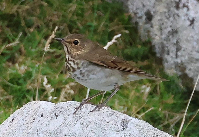 RareBirdAlertUK's tweet image. Weekly Birding Roundup 10-16 Sept

As the first east coast fall of the autumn faded quickly into the year’s rear view mirrors this week, westerlies cracked open the door for some vagrant birds from another point of the compass altogether. 

Read it here rarebirdalert.co.uk/v2/Content/Wee…