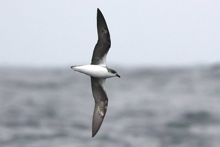 RareBirdAlertUK's tweet image. Weekly Birding Roundup 10-16 Sept

As the first east coast fall of the autumn faded quickly into the year’s rear view mirrors this week, westerlies cracked open the door for some vagrant birds from another point of the compass altogether. 

Read it here rarebirdalert.co.uk/v2/Content/Wee…