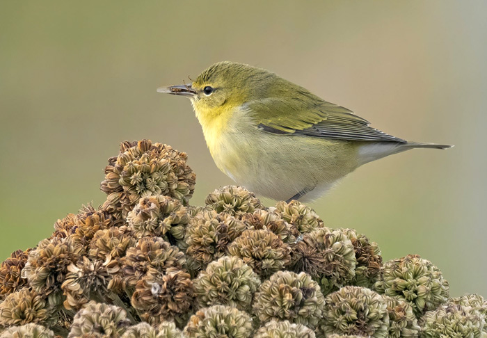 RareBirdAlertUK's tweet image. Weekly Birding Roundup 10-16 Sept

As the first east coast fall of the autumn faded quickly into the year’s rear view mirrors this week, westerlies cracked open the door for some vagrant birds from another point of the compass altogether. 

Read it here rarebirdalert.co.uk/v2/Content/Wee…