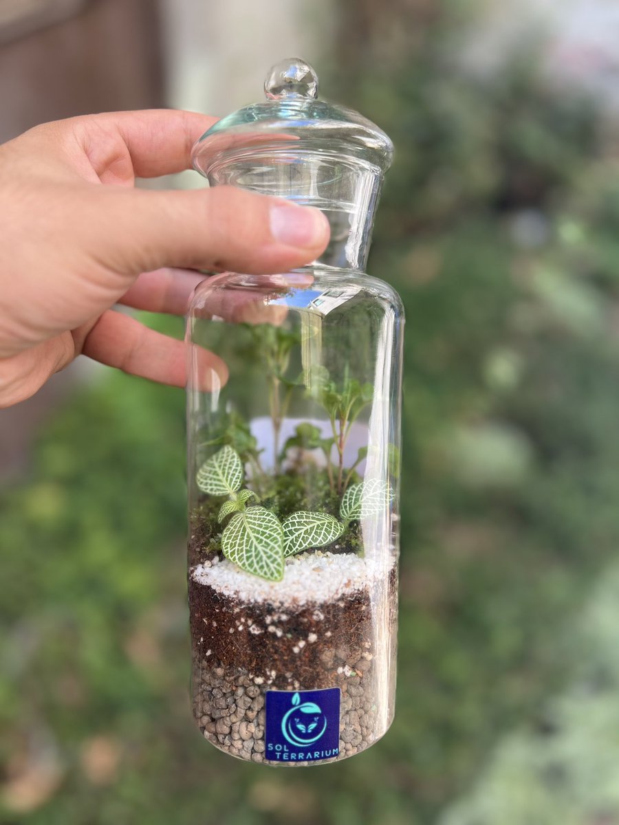 Sol_Terrarium tweet picture