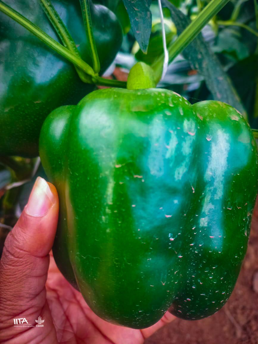 IITAYOUTHAGRIP's tweet photo. Youth in #vegetable farming is key to #foodsecurity!🫑
At the I-Youth #Agribusiness Park in Ungwan Ma'azu, Kaduna State, #youngpeople are accessing dignified #jobs while ensuring a steady supply of nutritious #food and reducing #hunger.
#IITA_MastercardFoundation #IYouth https://t.co/dSvYeQEZSW