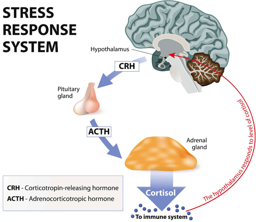honordetigre's tweet photo. Decodifiquemos el estrés:

El estrés actúa como el sistema de alerta del cuerpo ante las amenazas.

El hipotálamo le dice a las glándulas suprarrenales que liberen cortisol y adrenalina.

Lo que te lanza directamente al modo supervivencia.

 ‣ 7 soluciones: https://t.co/XGMicwf6VU