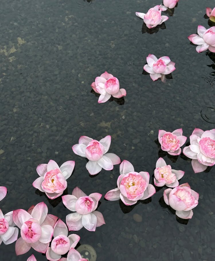 piinkibun's tweet image. 