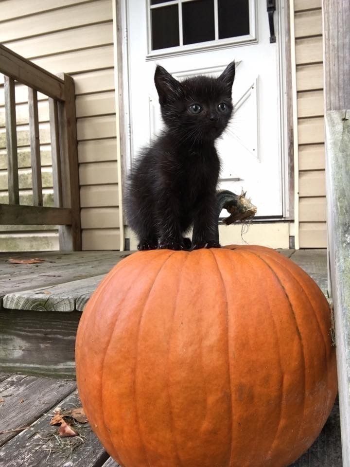 visualscat's tweet image. 