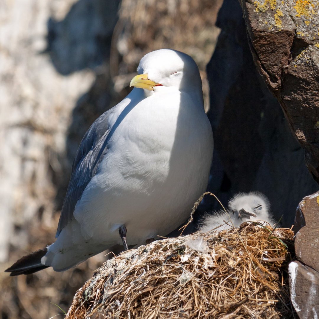 .<a href="/osparcomm/">OSPAR</a> — one of our stakeholders — has published its “Regional Action Plan for Marine Birds”, outlining actions to protect &amp; conserve #marine #bird populations in the NE Atlantic, inc. ways to minimise marine bird #bycatch from all gear types ➡️ loom.ly/e7bVYyw