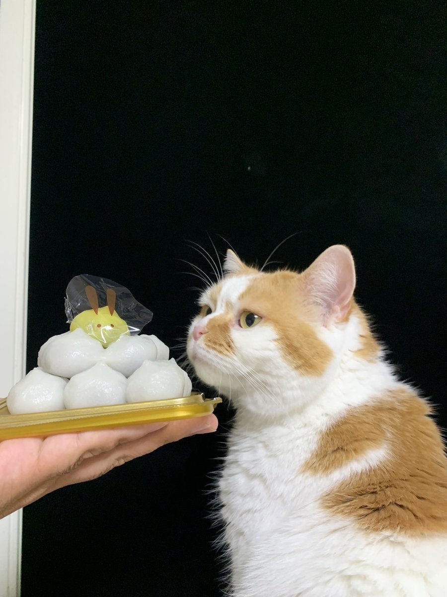 チャコ tweet media