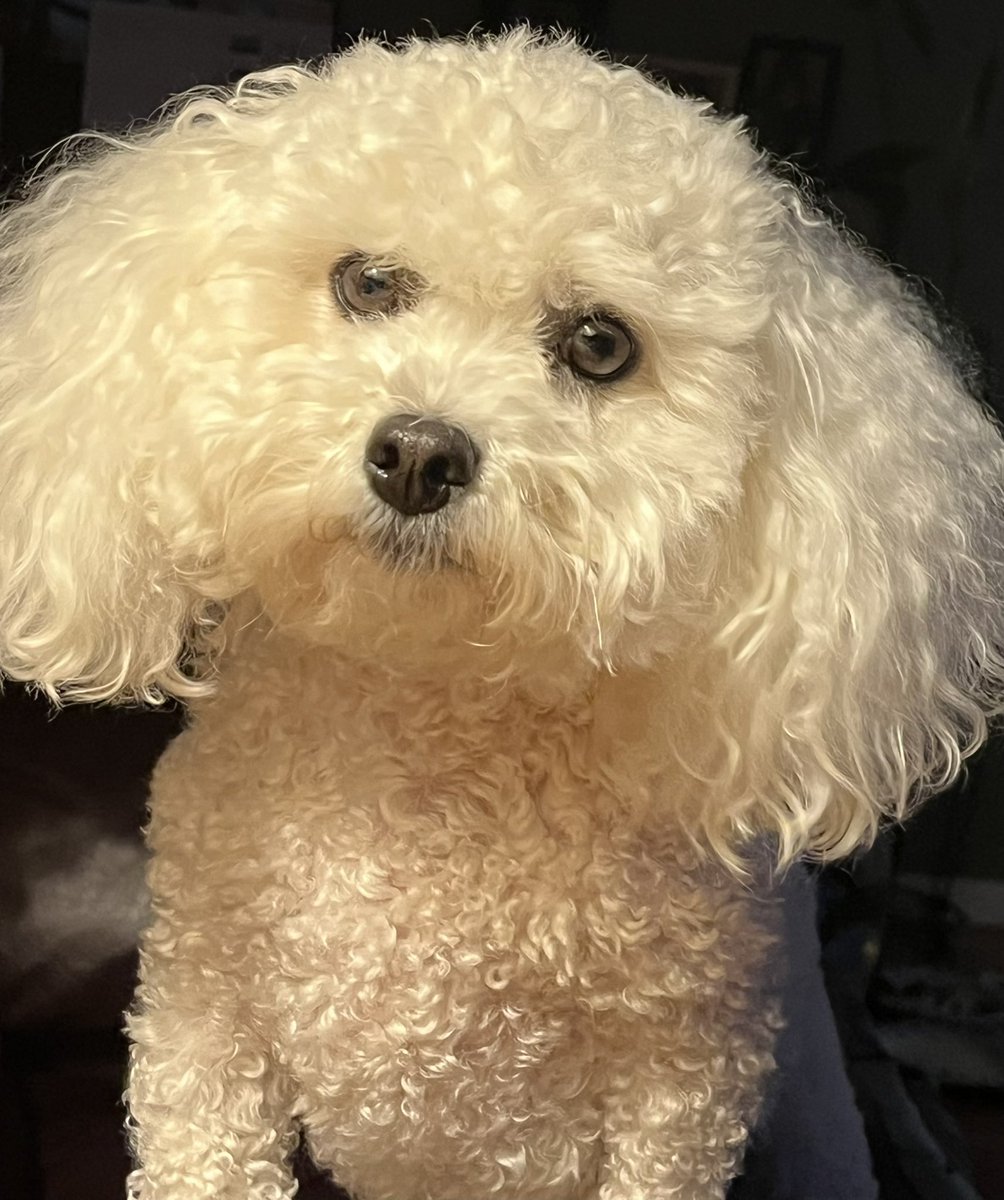 Danielle Yvette tweet media