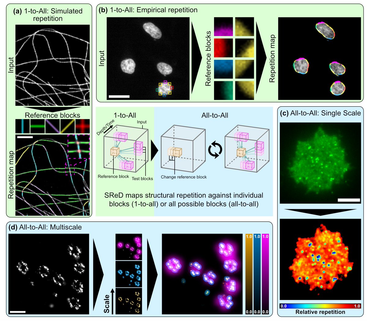 <a href="/hrheydarian/">Hamidreza Heydarian</a> <a href="/TeunHuijben/">Teun Huijben</a> We also realised that quantitatively analysing structures without prior knowledge was not just OUR problem. So, we sought to demonstrate SReD's applicability in different experimental contexts, and release it as an #opensource package tailored for biologists!