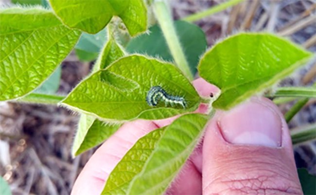 Manejo de plagas🐛🌱

FMC lanzó Coragen Evo, la evolución de su insecticida estrella

➡️ agroverdad.com.ar/2024/09/fmc-la…

#AgroTitular #AgroCordoba #agro #campo #fitosanitarios #Plagas