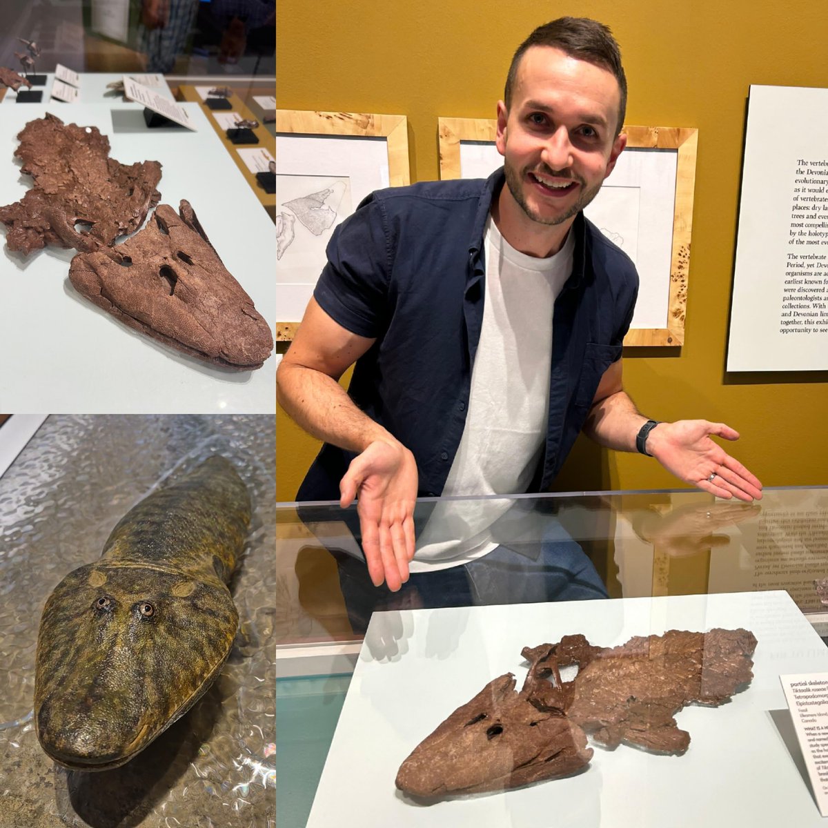 I finally got to meet the REAL Tiktaalik! Yep, the awesome "fishapod".

It's been a fantastic trip to the Academy of Natural Sciences here in Philadelphia. <a href="/AcadNatSci/">Academy of Natural Sciences</a>