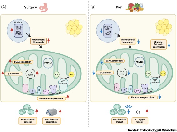 Online Now:  Subcutaneous adipose tissue and skeletal muscle mitochondria following weight loss dlvr.it/TDL7d8 #trends #endocrinology #metabolism