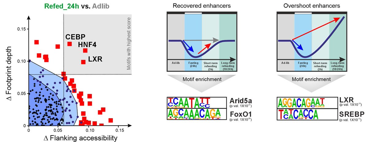 Refeeding after #fasting can lead to a "#FatOvershoot." <a href="/goldstein_lab/">Ido Goldstein</a> <a href="/cumminslab/">Cummins Lab</a> &amp;co examine the kinetics of #refeeding-induced transcriptional &amp; chromatin changes, revealing a #lipogenic overshoot program regulated by the TF LXRα #PLOSBiology plos.io/4eukvi5