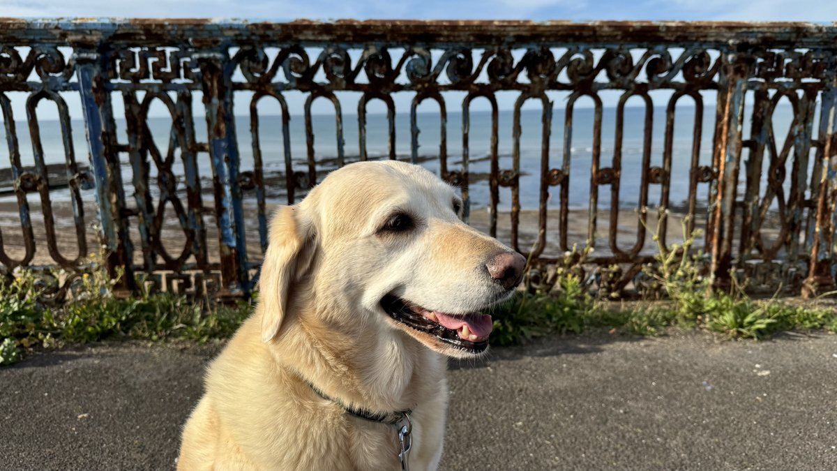 escallaTraining's tweet image. As part of #SepsisAwarenessMonth, many of our escalla staff (and four-legged friends!) are taking part in the #StepUpToSepsisChallenge. These views sure make it easier!
You can sponsor this worthwhile cause here bit.ly/3zuB66j.