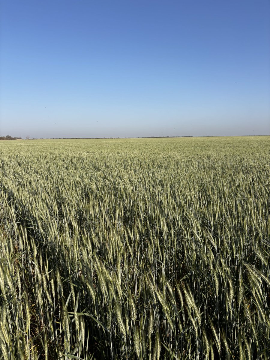 #trigos #bandera #santiagodelestero

Efectivos 5 meses sin que caiga siquiera una llovizna gruesa. Los 🌾 en antesis, agotando los ultimos mm de AU entrando en modo de planeador.
Se acabo la nafta y empezó la caída. Para colmo ya traíamos poca altura y semana  sopletera espera🤷‍♂️