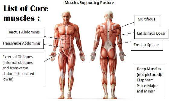 asaibrahim's tweet photo. faktor nomer 2 nih sering berhubungan sama no 1 juga, yaitu adalah : 
OTOT tulang belakang yang lemah.
Sering juga kita sebut sebagai CORE BACK MUSCLE, sesuai namanya, fungsi utamanya adalah menyokong posisi tulang belakang dlm berbagai aktivitas, jika lemah, dampaknya jelas --> tulang belakang mendapat beban lebih berat --> percepatan kerusakan tulang belakang.