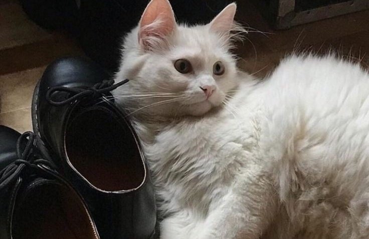 𝙳𝚊𝚛𝚔 𝚊𝚌𝚊𝚍𝚎𝚖𝚒𝚊 𝚍𝚛𝚎𝚊𝚖𝚜 tweet media