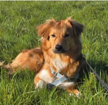 MissingPetsGB's tweet photo. 🐕 #URGENT MISSING WITH LEAD ATTACHED
10 month old OAKLEY went missing 16 Sept 2024 in Hanham Hills #BS30 #Bristol after he slipped his lead. 
He is a recently homed rescue  dog💔 Neutered and microchipped. DO NOT CHASE/CALL/APPROACH  IF SEEN as he is nervous - please phone asap. https://t.co/IohNZXCEwf