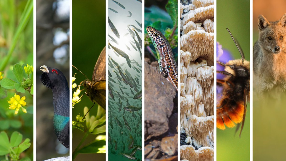 CNAG (@cnag_eu) on Twitter photo 🗞️New paper out in <a href="/npjbiodiversity/">npj Biodiversity</a>!
👩🔬Scientists from 33 European countries join forces to create genomes for the continent's species
With #CNAG, <a href="/IBE_Barcelona/">Institute of Evolutionary Biology (IBE)</a>, <a href="/mncn_csic/">Museo Nacional de Ciencias Naturales</a>, <a href="/IBB_botanic/">Institut Botànic de Barcelona</a>, <a href="/ebdonana/">Estación Biológica de Doñana - CSIC</a>, <a href="/BSC_CNS/">BSC-CNS</a>, <a href="/IRBBarcelona/">IRB Barcelona</a>, <a href="/CIBER_ESP/">CIBERESP</a>, <a href="/INB_Official/">INB / ELIXIR-ES</a>
📎cnag.eu/news/dna-maps-… 🗞️New paper out in <a href="/npjbiodiversity/">npj Biodiversity</a>!
👩🔬Scientists from 33 European countries join forces to create genomes for the continent's species
With #CNAG, <a href="/IBE_Barcelona/">Institute of Evolutionary Biology (IBE)</a>, <a href="/mncn_csic/">Museo Nacional de Ciencias Naturales</a>, <a href="/IBB_botanic/">Institut Botànic de Barcelona</a>, <a href="/ebdonana/">Estación Biológica de Doñana - CSIC</a>, <a href="/BSC_CNS/">BSC-CNS</a>, <a href="/IRBBarcelona/">IRB Barcelona</a>, <a href="/CIBER_ESP/">CIBERESP</a>, <a href="/INB_Official/">INB / ELIXIR-ES</a>
📎cnag.eu/news/dna-maps-…