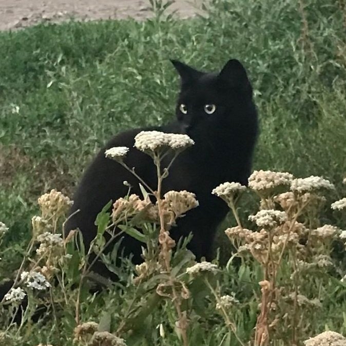 lemmonnamu's tweet photo. Black Cat WOOYOUNG in Nature 🍄‍🟫 

#ATEEZ #에이티즈 #우영 #WOOYOUNG https://t.co/Vw3JVwmzQt